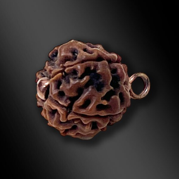 6 Mukhi Rudraksha Without Chain
