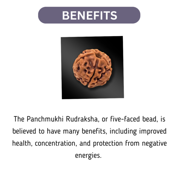 Panchmukhi Nepal Rudraksha (Regular Size) - Image 2