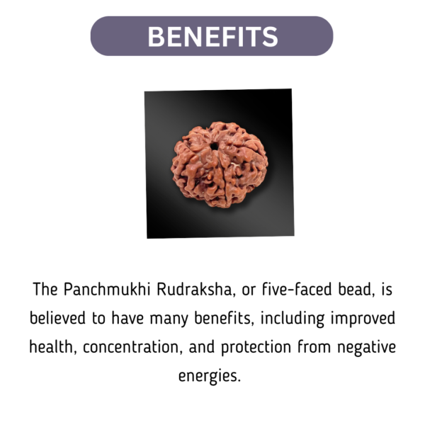Panchmukhi Nepal Rudraksha (Medium Size) - Image 2