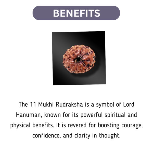 11 Mukhi Rudraksha (Indonesia) small size - Image 2