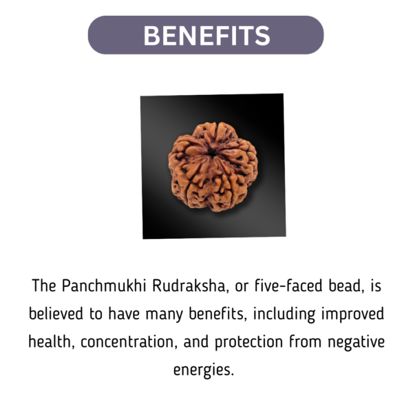 Panchmukhi Nepal Rudraksha (Big Size) - Image 2
