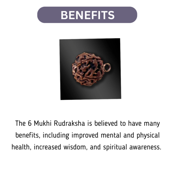 6 Mukhi Rudraksha Without Chain - Image 2