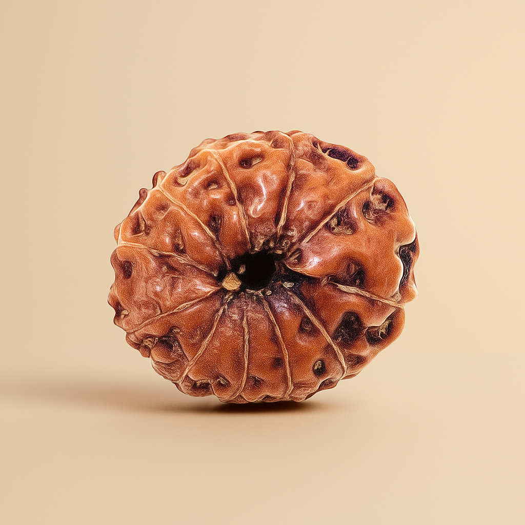 11 Mukhi Rudraksha (Indonesia) small size