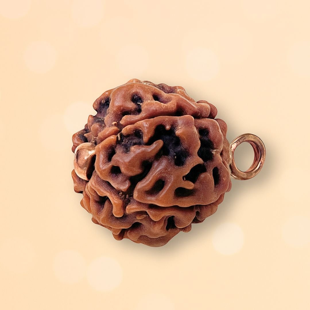 6 Mukhi Rudraksha Without Chain