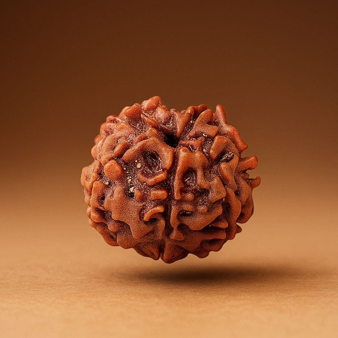 7 Mukhi Rudraksha