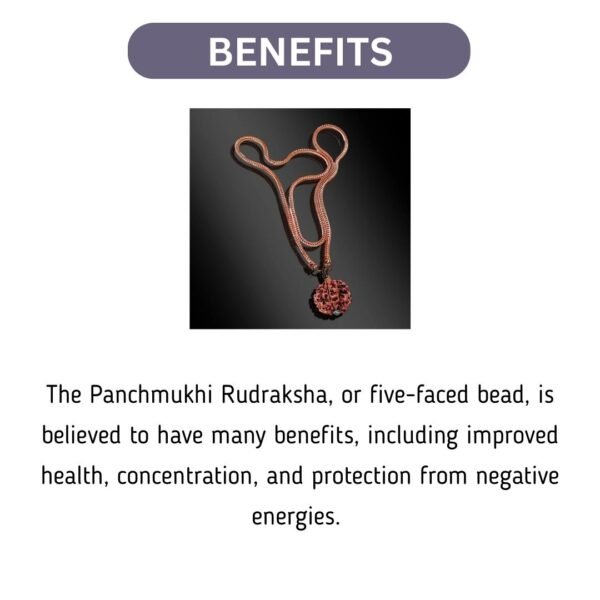 5 Mukhi Rudraksha With Copper Chain - Image 2