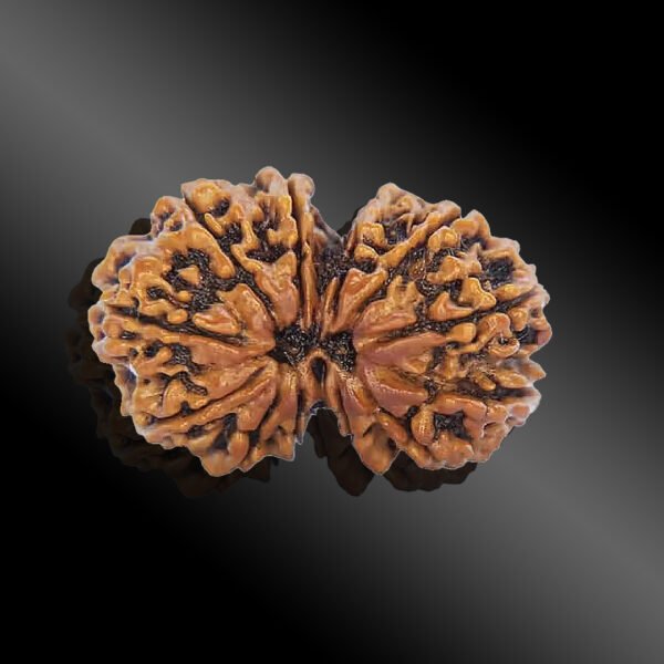 Gauri Shankar Rudraksha ( Nepal )