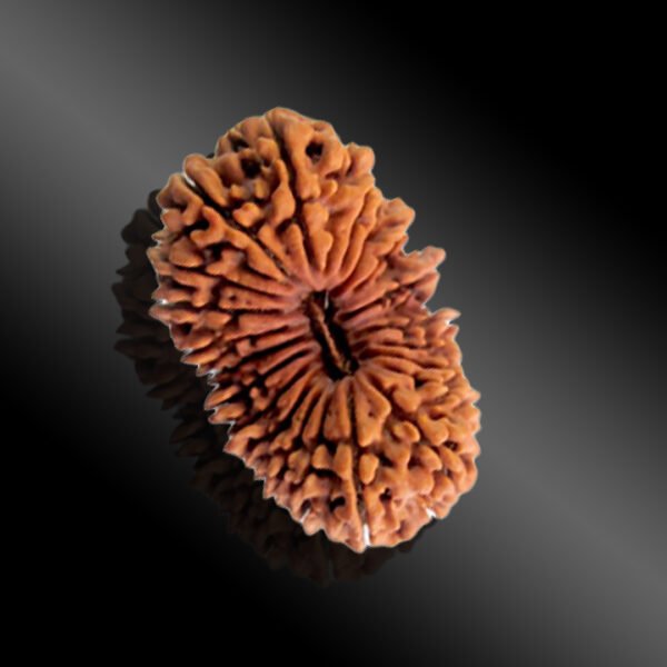 21 Mukhi Rudraksha ( Nepal )